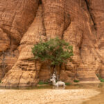 A Toubou cameleer bathes his camel in the spring-fed stream of Bachekele oasis in the Ennedi (image by Inger Vandyke)