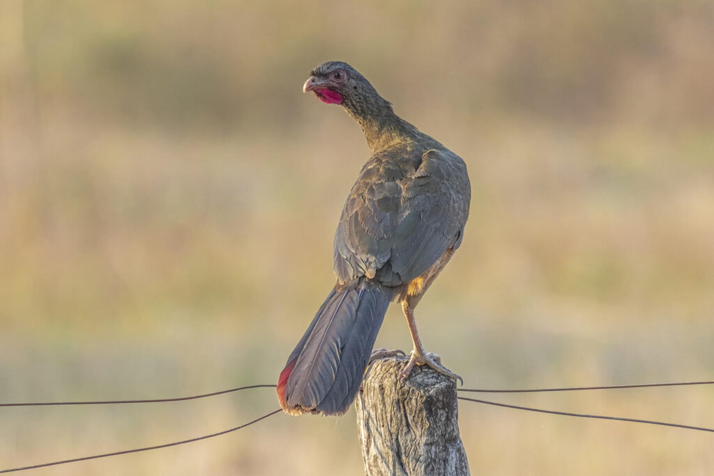 Chaco Chachalaca. Why Wild Images loves this – Another nice portrait of a bird that looks better than it sounds, a bit like an out-of-tune Metallica cover (image by K C Jain)