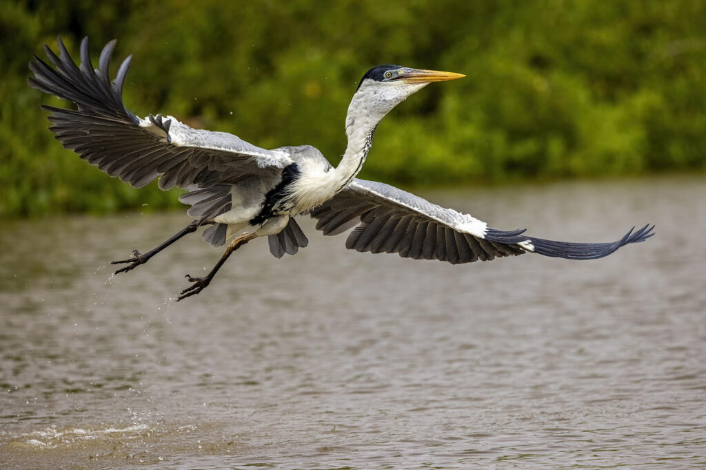 Cocoi Heron in flight. Why Wild Images loves this – Cocoi Herons can be tempted with fish too! But you have to be quick to capture the image as KC managed here! (image by K C Jain)