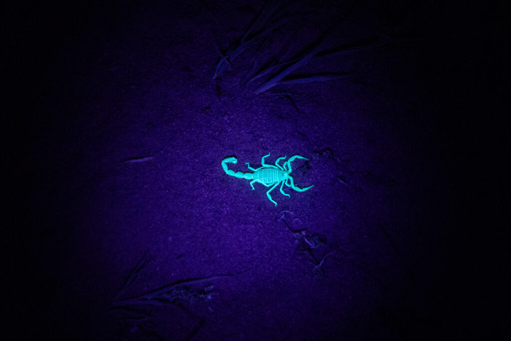 On our 'sandbox safari' in the Ennedi we searched for scorpions with a UV light (image by Inger Vandyke)
