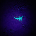 On our 'sandbox safari' in the Ennedi we searched for scorpions with a UV light (image by Inger Vandyke)