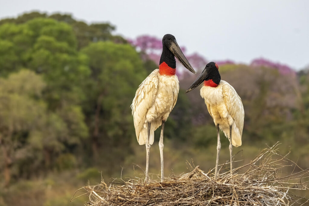 Jabiru nest. Why Wild Images loves this – A nice simple portrait of a Jabiru nest. The folks at Santa Tereza have done the hard work for us in this case, building an eye level tower next to the Jabiru’s nest but KC has shot them in some nice low-angle light just after sunrise (image by K C Jain)