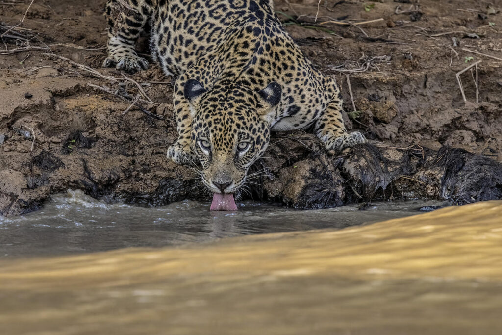 A Jaguar (her name is Guaraci) drinks from the riverbank. Why Wild Images loves this – KC Jain has captured some interesting behavior here. When jaguars make a kill they usually eat it in private away from the tourists on the riverbank but every now and again they need to drink to aid their digestion of such a vast quantity of meat, which is what Guaraci is doing here. She must have been almost full as she was on the move again the following day. We love how KC has cut off her back end for this composition, we are often obsessed with having every bit of an animal in the frame (image by K C Jain)