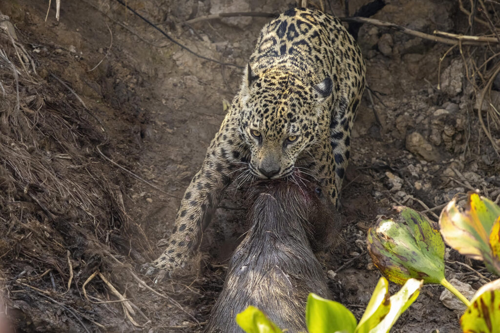 A young male Jaguar (his name is Krishna) hauls its Capybara prey up the riverbank. Why Wild Images loves this – A caiman kill is rare enough (many folks seem to manage to see one these days) but to photograph a Capybara kill is much rarer! KC has managed to capture the look in the Jaguar’s eye as well, as it struggles to drag the dead weight of the Capybara up the slippery riverbank. It took some time, so we were eventually able to get in a good position to capture it (image by K C Jain)