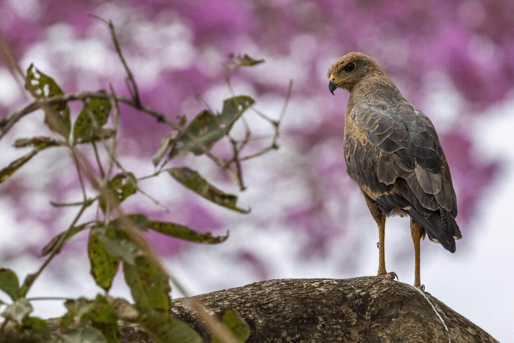 Savanna Hawk. Why Wild Images loves this – KC worked on lining subjects up with interesting backgrounds on this tour and managed to put this Savanna Hawk in front of the blossoms of a beautiful Pink Ipe tree (image by K C Jain)
