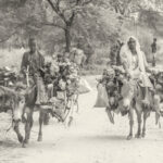 Shuwa Arabe people coming into N'Djamena on donkeys to sell firewood at a market (image by Inger Vandyke)