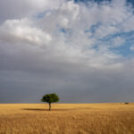 A solo tree in the desert near Ouadi Rimé, northern Chad (image by Inger Vandyke)