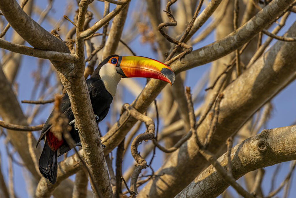The gaudy Toco Toucan. Why Wild Images loves this – For an outrageously colourful bird, Toco Toucan is not quite as extrovert as you might think. Good, close photo opportunities are few and KC managed to make the most of this brief encounter (image by K C Jain)