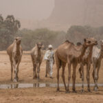 A Toubou man herding his camels at Bachekele oasis during an Araï, or dust storm (image by Inger Vandyke)