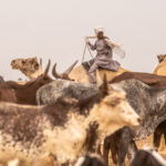 A Toubou shepherd boy rides his camel to haul water out of a very deep well in remote Chad (image by Inger Vandyke)