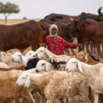 A Toubou shepherd girl with her livestock at a well in remote Chad (image by Inger Vandyke)