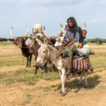 Smiling Wodaabe mother and baby riding a donkey with their household goods on the backs of cows (image by Inger Vandyke)