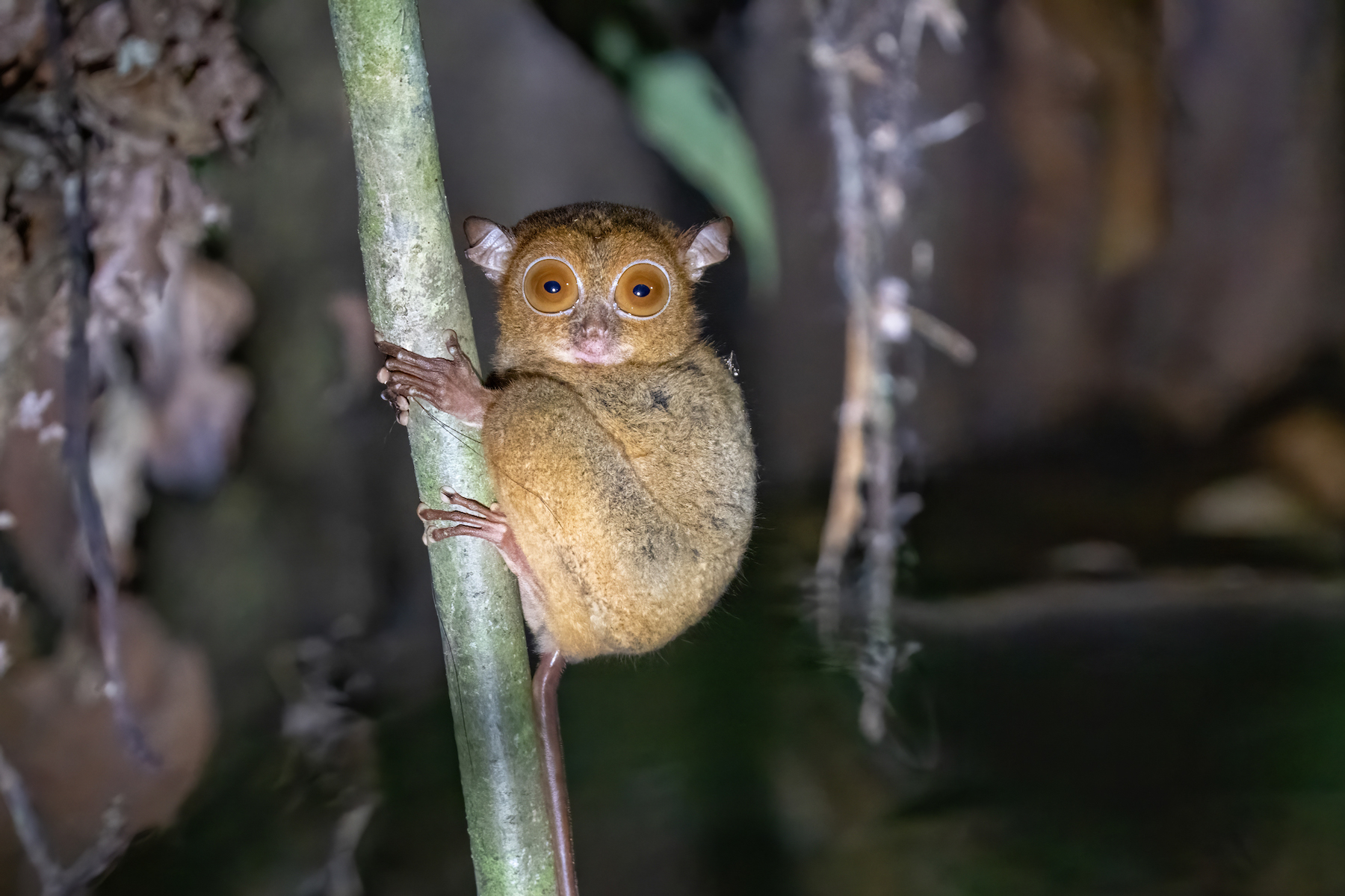 Tarsiers are one of the tiniest and most fascinating primates of Asia (image by Inger Vandyke)