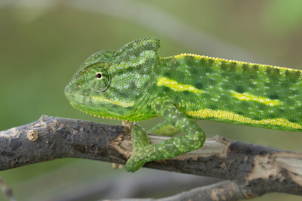 A young African Chameleon that we met on the side of the road in southern Chad (image by Inger Vandyke)