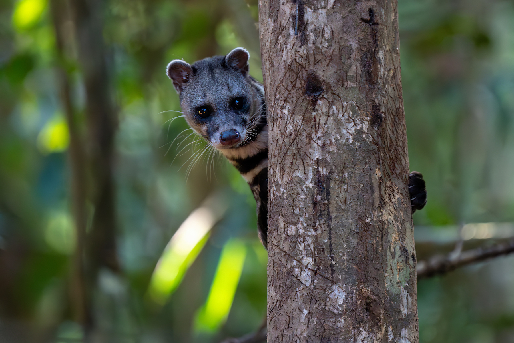 Malayan Civet (Image by Inger Vandyke)