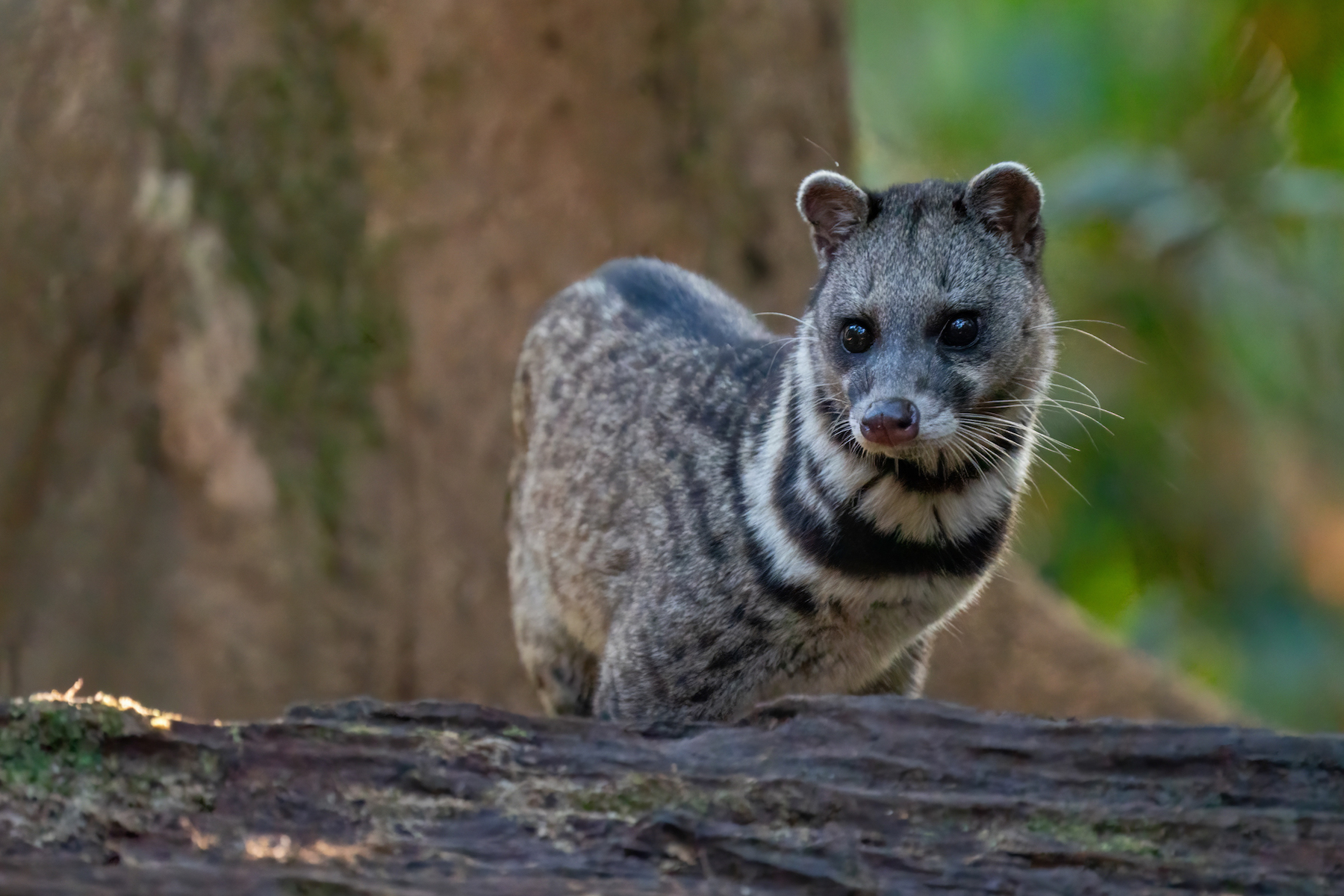 Malayan Civet (Image by Inger Vandyke)