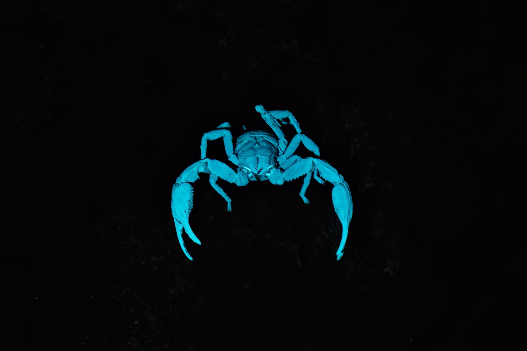 White scorpion under UV light on a night walk (Image by Inger Vandyke)