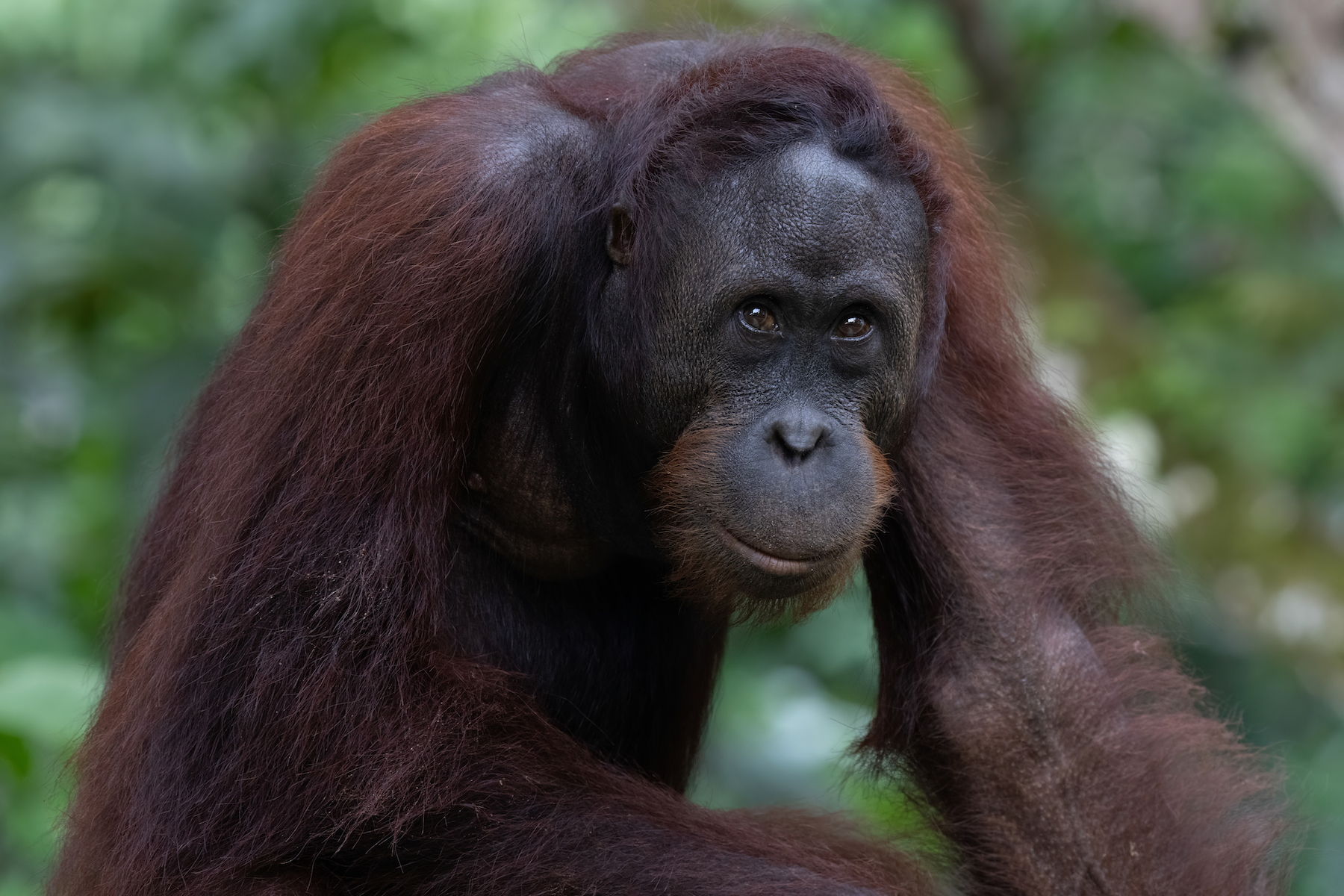 Female Orangutan (Image by Inger Vandyke)