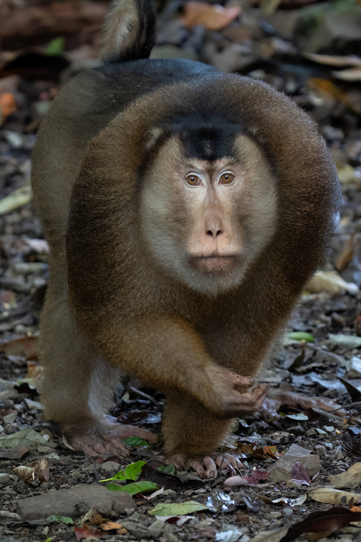 Pig-tailed Macaque (Image by Inger Vandyke)