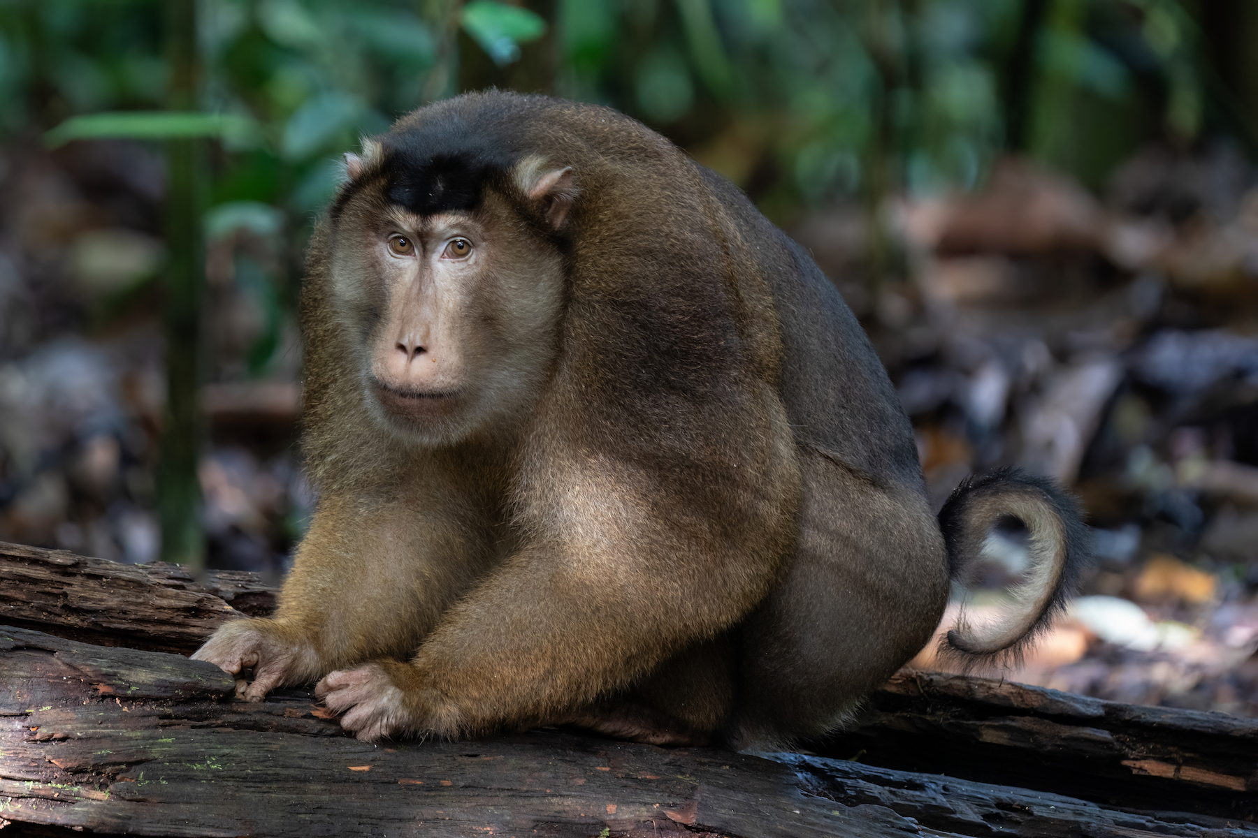 Pig-tailed Macaque (Image by Inger Vandyke)