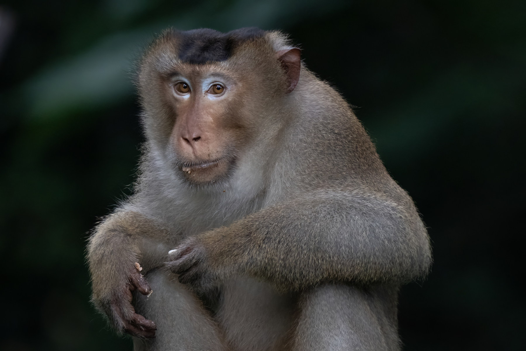 Pig-tailed Macaque (Image by Inger Vandyke)
