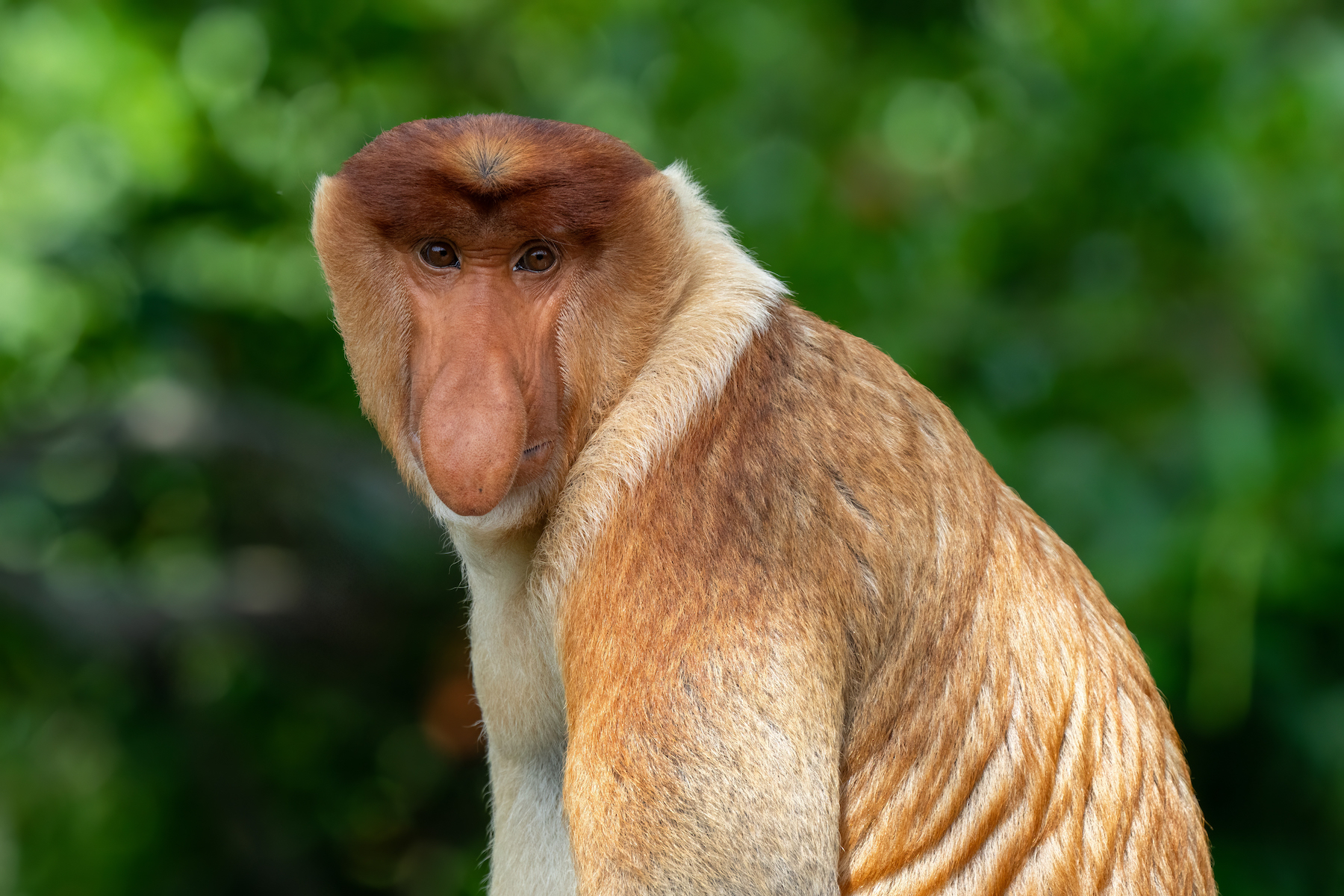 Proboscis portrait (Image by Inger Vandyke)