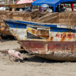 Oddly pigs wander freely around the fishing villages of West Africa (image by Inger Vandyke)