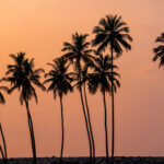 Sunrise through the coconut palms in Elmina (image by Inger Vandyke)