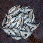 Rings of fish for sale in Cox's Bazaar (image by Inger Vandyke)