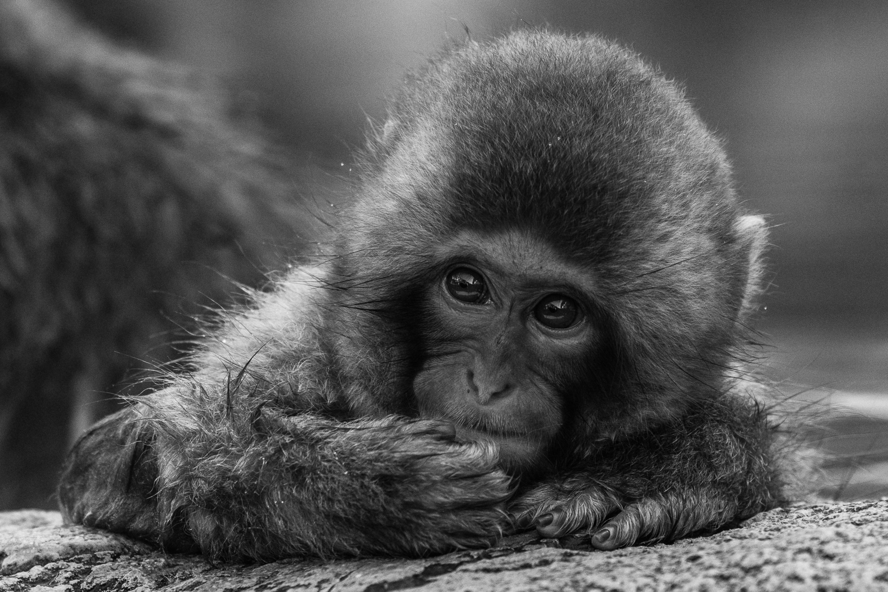 A baby Japanese Macaque relaxes in a hot spring bath at Jigokudani Monkey Park, near Nagano. Japanese Macaques live the furthest north of any non-human primate (image by Virginia Wilde)