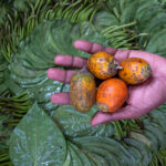 Betel nuts are the staple recreational drug of choice in Bangladesh (image by Inger Vandyke)