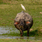 A buffalo enjoys a lakeside grazing session while a Cattle Egret sits on his back, waiting for the spoils (image by Inger Vandyke)