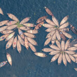 The Flowers of the Buriganga. Commute boats moor up in the shape of lotus flowers in the Buriganga river which runs through the heart of Dhaka (image by Inger Vandyke)