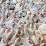 Chickens for sale en-masse at the largest poultry market in Dhaka (image by Inger Vandyke)