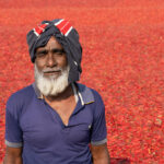 The chilli harvest supervisor (image by Inger Vandyke)