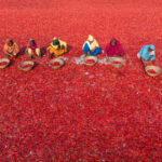 Chilli workers (image by Inger Vandyke)