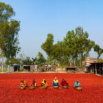 One of Bangladesh's beautiful chilli sorting courtyards (image by Inger Vandyke)