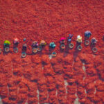 Sorting the chilli harvest (image by Inger Vandyke)