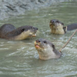 Dolu, Kushi and Khali - three pet otters trained to herd fish into the nets of Bangladesh's Otter fishermen (image by Inger Vandyke)