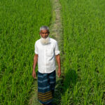 An elderly man walks through his verdant field of rice (image by Inger Vandyke)