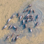 A herd of domestic buffaloes swim in a lake (image by Inger Vandyke)