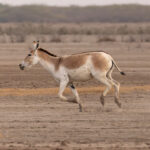 Asiatic Wild Ass on the hoof – we do our best not to make them run but sometimes they gallop by us on their way somewhere (image by Mike Watson)