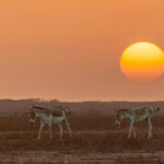 Asiatic Wild Asses at the Little Rann of Kutch, as the sun slips into a thick layer of dust (image by Mike Watson)
