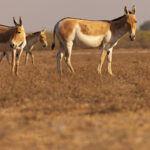 Asiatic Wild Ass trio at Little Rann of Kutch, one of their last strongholds and the easiest place in the world to see them (image by Mike Watson)