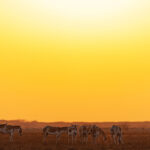 Asiatic Wild Ass against a yellow sky at the Little Rann of Kutch as half of the spectrum still makes it through the atmospheric dust (image by Mike Watson)