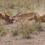 Asiatic Wild Dogs tearing an unfortunate Spotted Deer apart at Tadoba, owing to the presence of tigers they have to consume their kills as quickly as possible (image by Mike Watson)