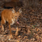 Asiatic Wild Dog (or Dhole) at Tadoba Andhari Tiger Reserve (image by Mike Watson)
