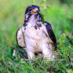 Augur Buzzard wrestling with a snake (image by Oliver Krueger)