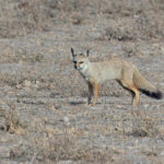 Bengal (or Indian) Fox, is the other fox species at Little Rann of Kutch, note the black tail and short snout (image by Mike Watson)