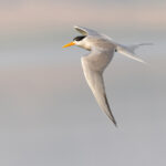 There may now be less than 500 pairs of the endangered Black-bellied Tern left in the world. The lovely National Chambal Sanctuary is a last refuge for it (image by Mike Watson)
